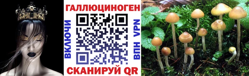 закладки  Камышлов  Галлюциногенные грибы MAGIC MUSHROOMS 